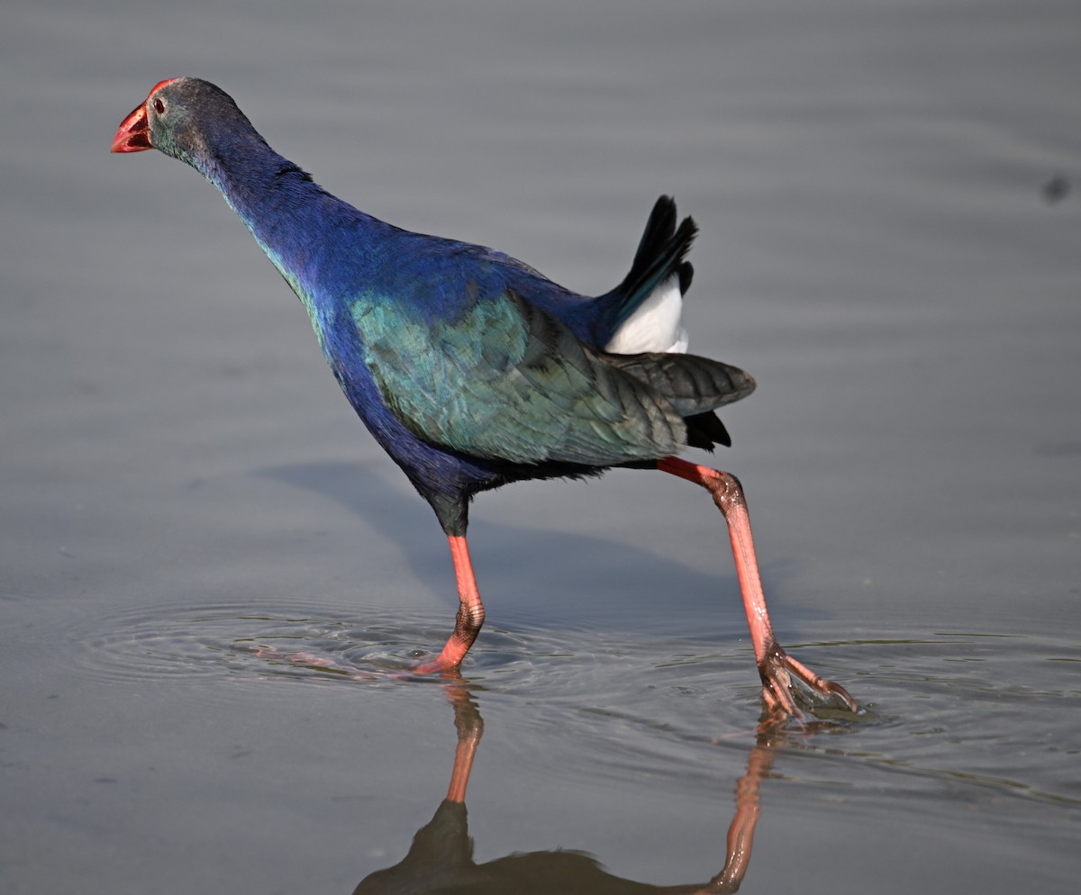 Calamón Cabecigrís - ML646687231