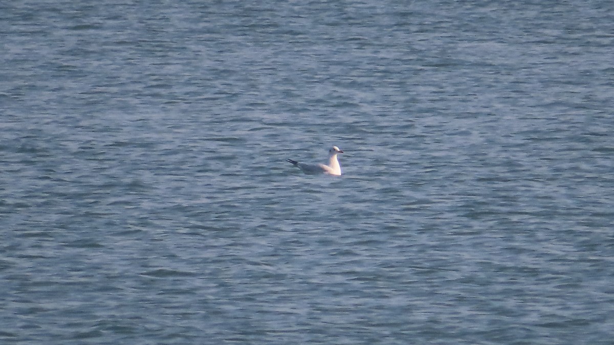 Gaviota Reidora - ML646687232