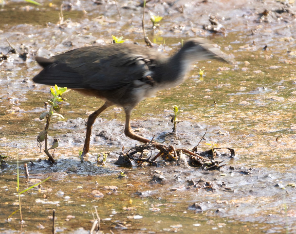 White-breasted Waterhen - ML646687233