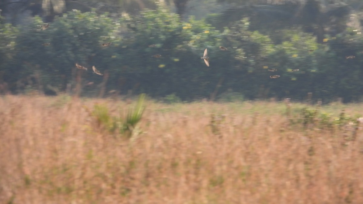 Terrera Oriental - ML646687234