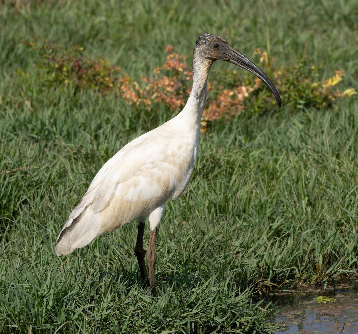 Ibis Oriental - ML646687236