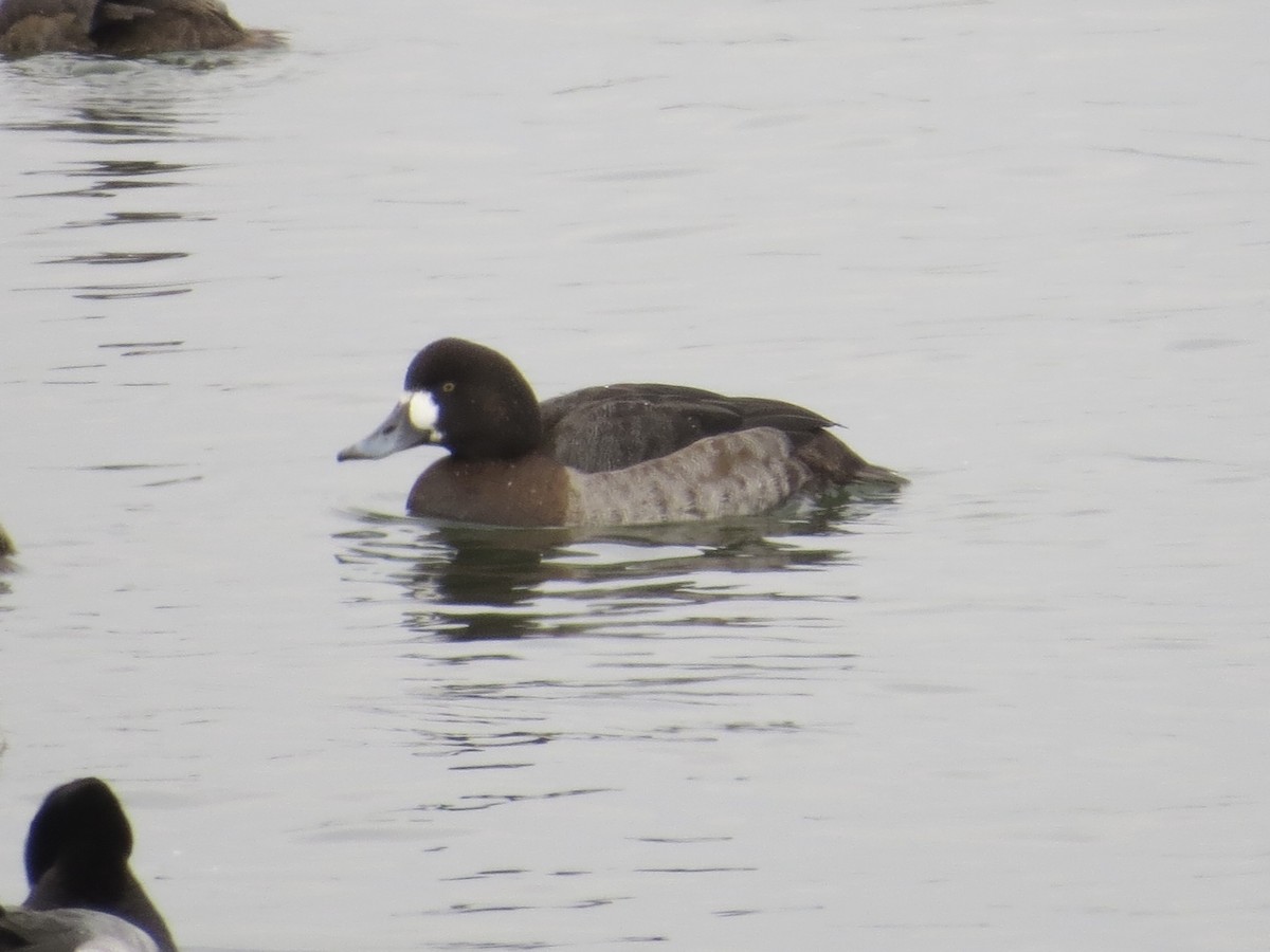 Porrón Bastardo - ML646687237