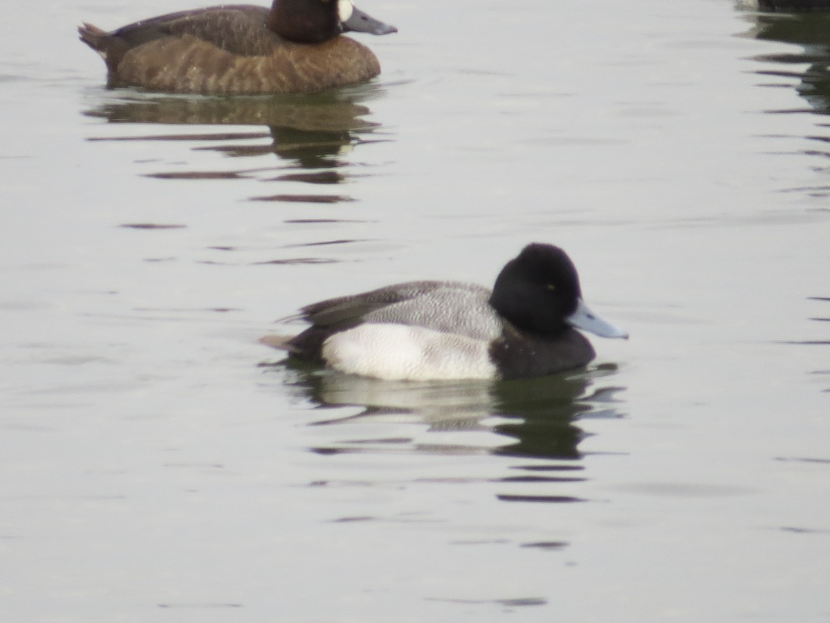 コスズガモ - ML646687238