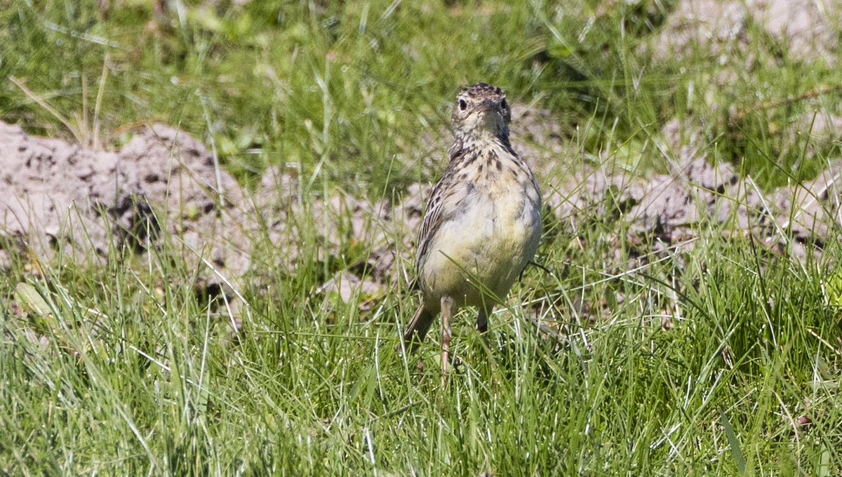 Bisbita Amarillento - ML646687239