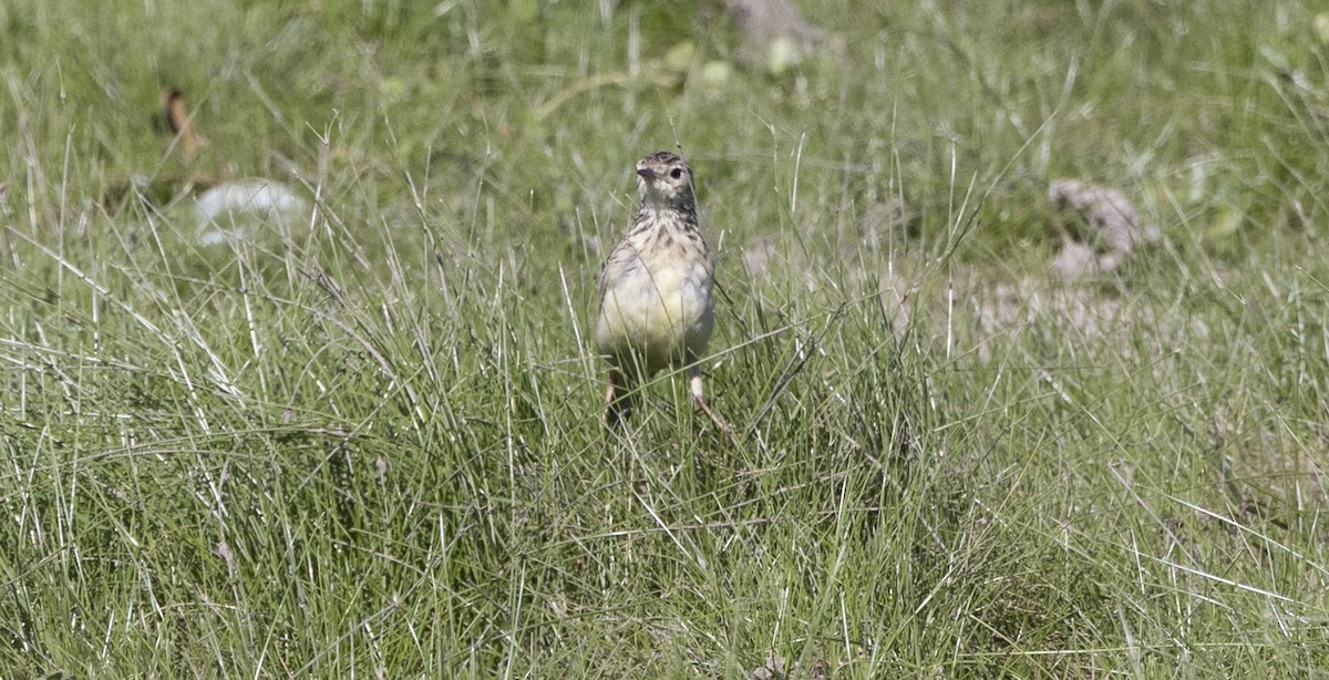 Bisbita Amarillento - ML646687240