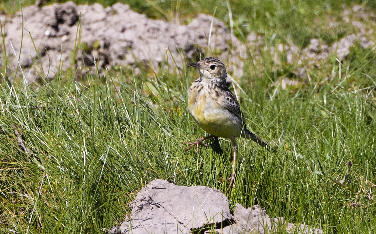 Bisbita Amarillento - ML646687241