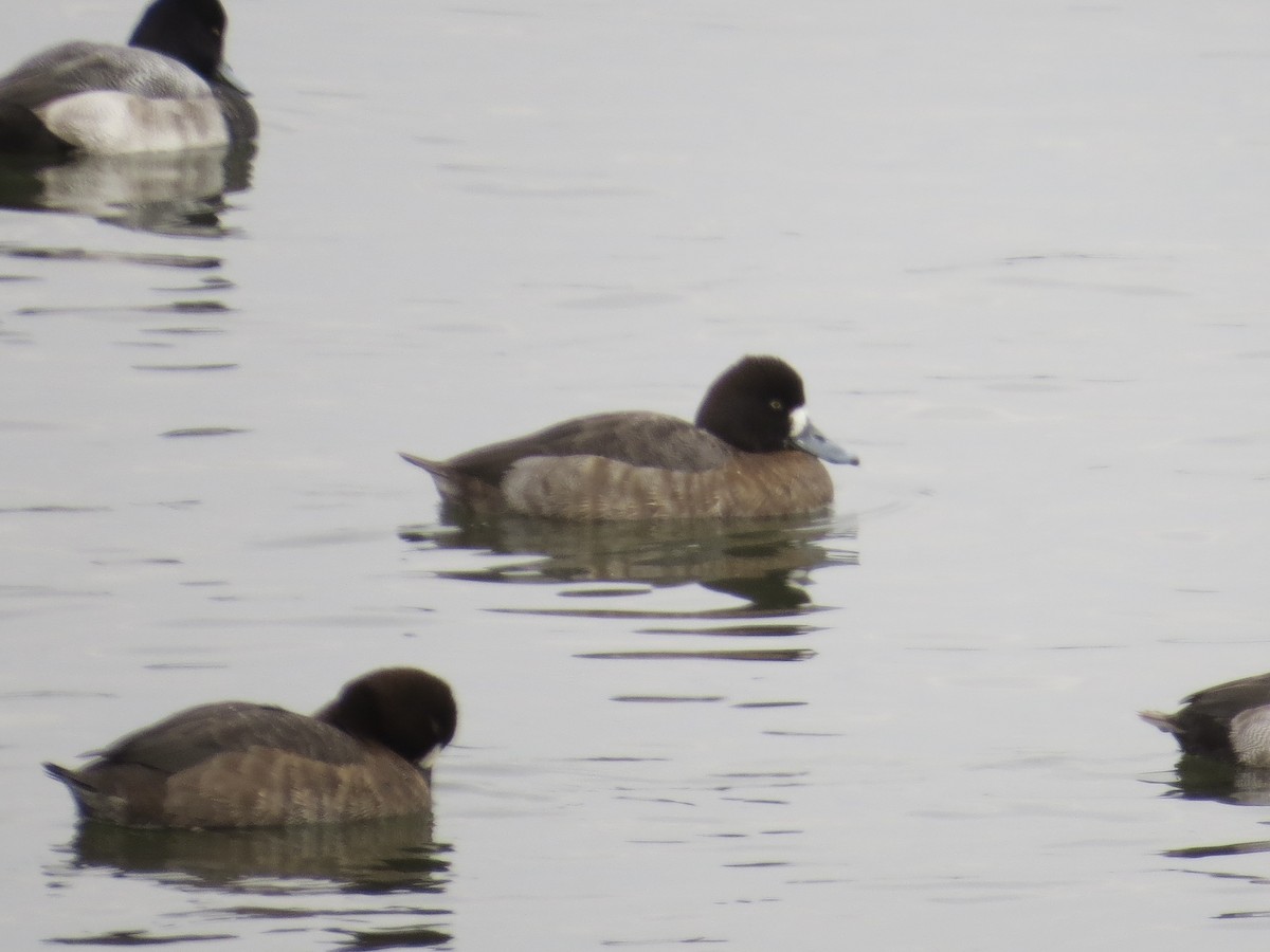 コスズガモ - ML646687242