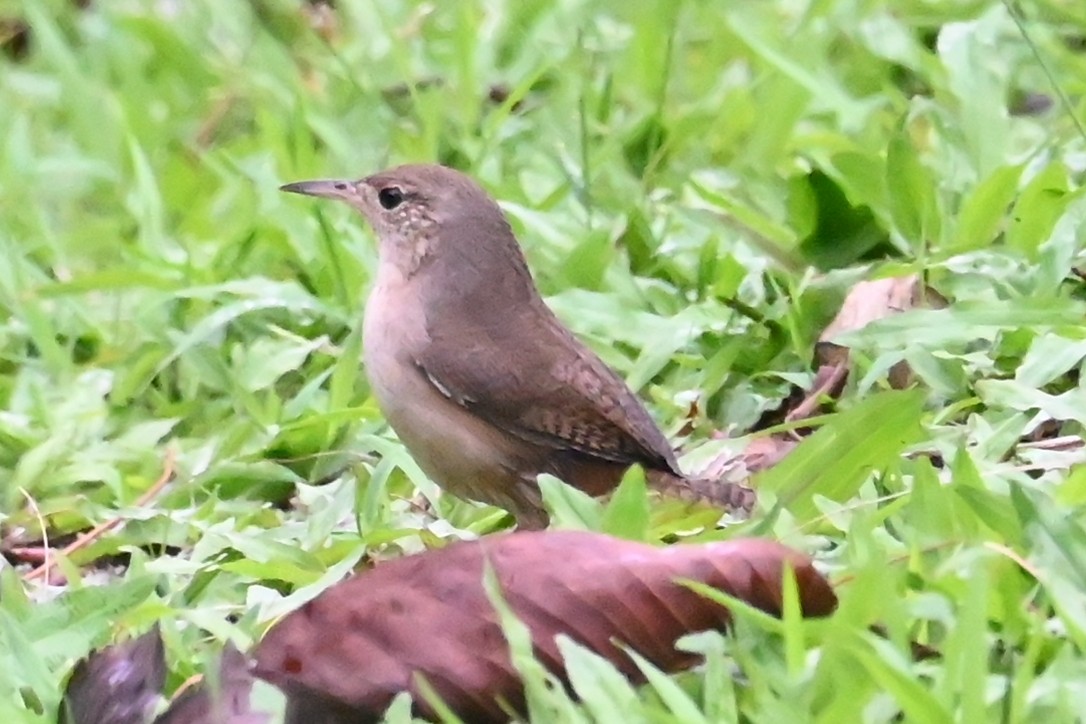 Chochín Criollo Sureño - ML646687250