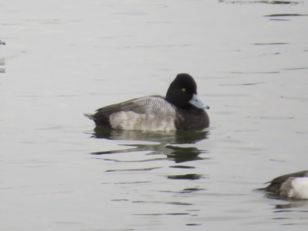 コスズガモ - ML646687251