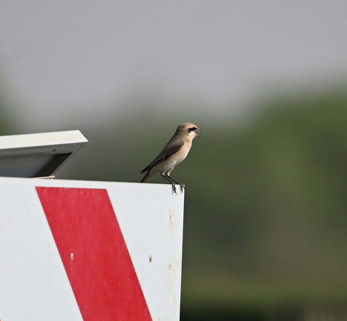 Alcaudón Isabel (isabellinus) - ML646687252
