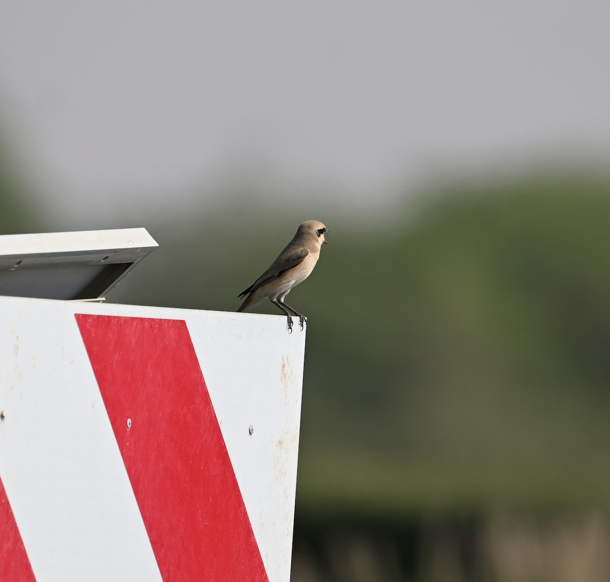 Alcaudón Isabel (isabellinus) - ML646687253