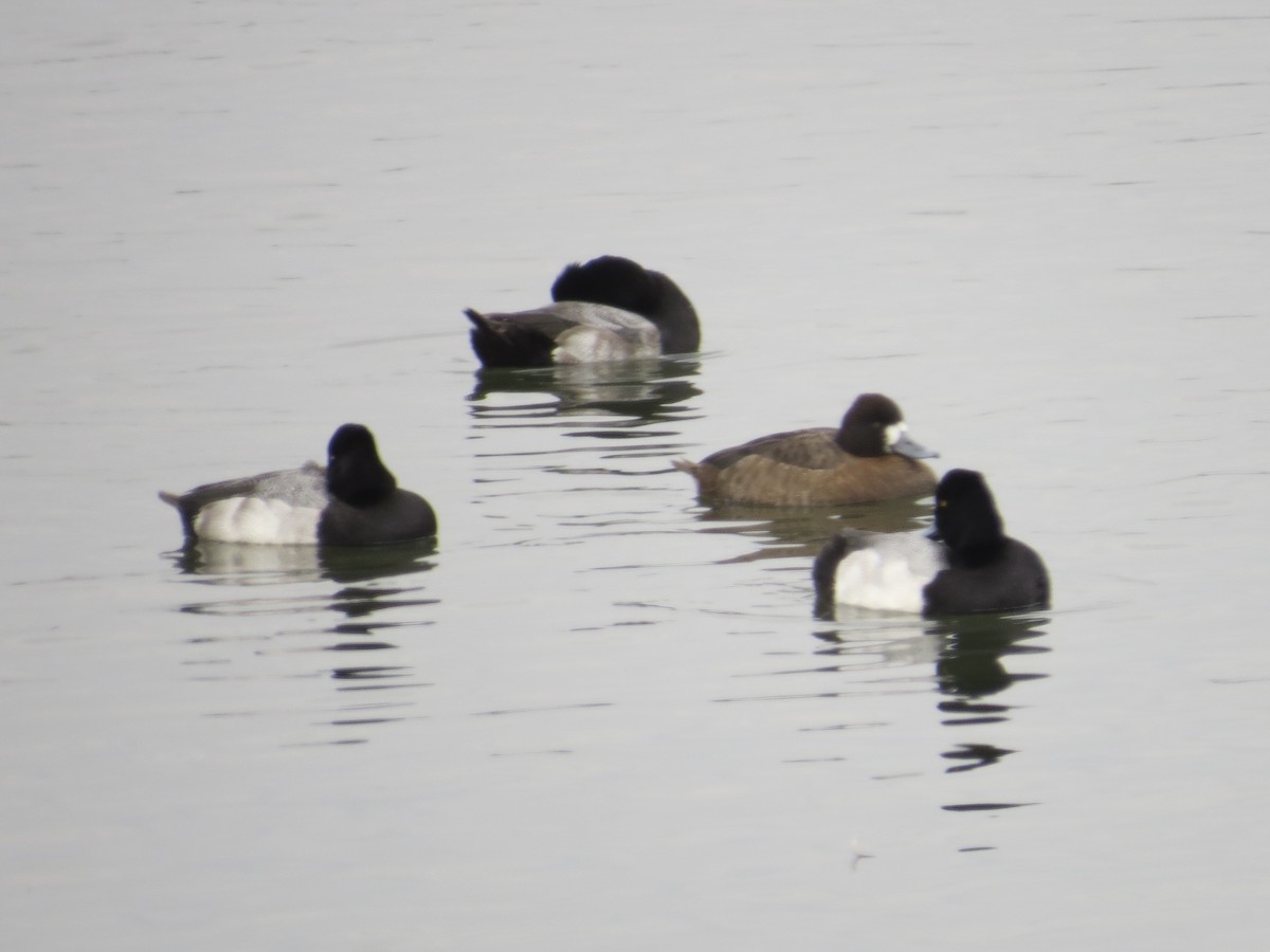 コスズガモ - ML646687254