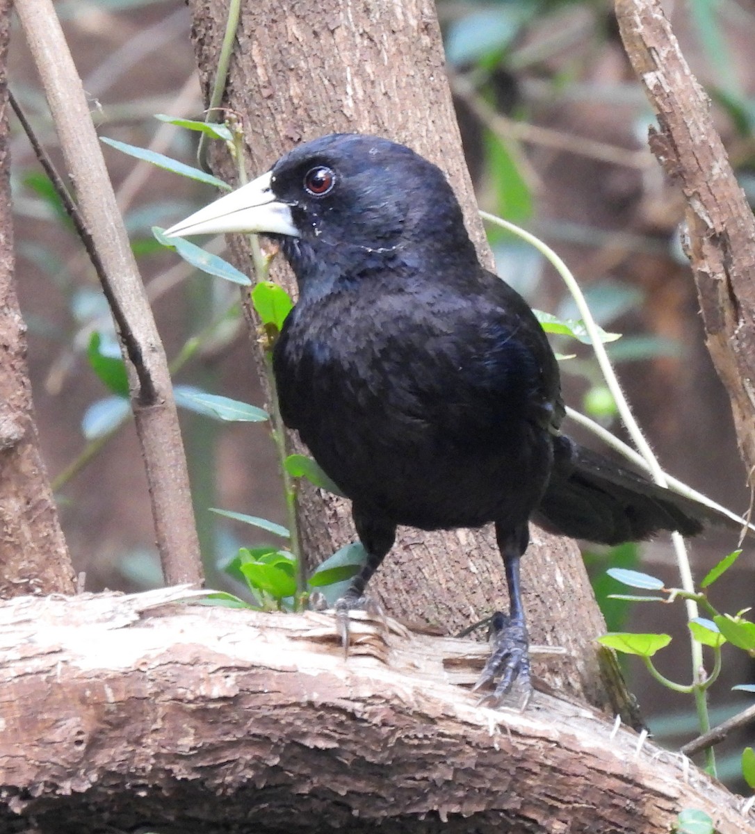 Solitary Black Cacique - ML646687257