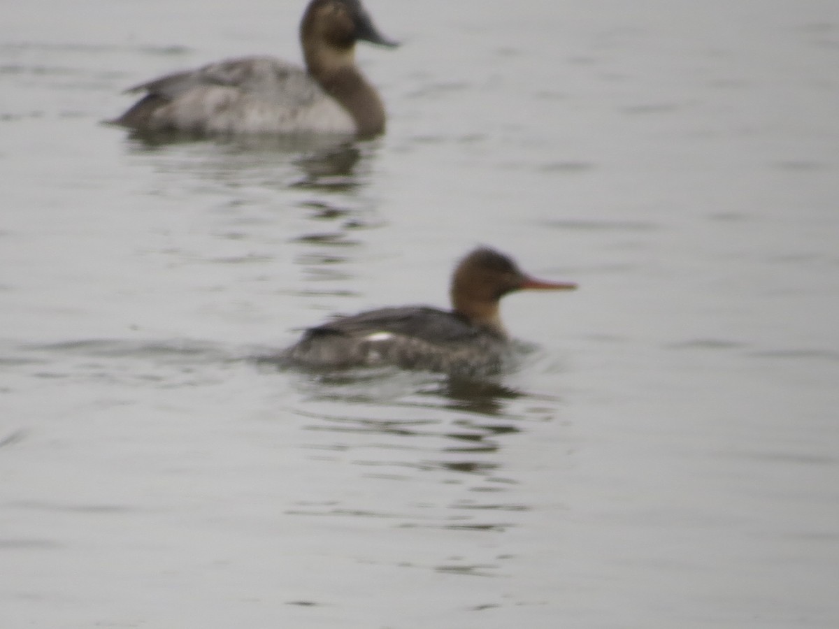 Serreta Mediana - ML646687258