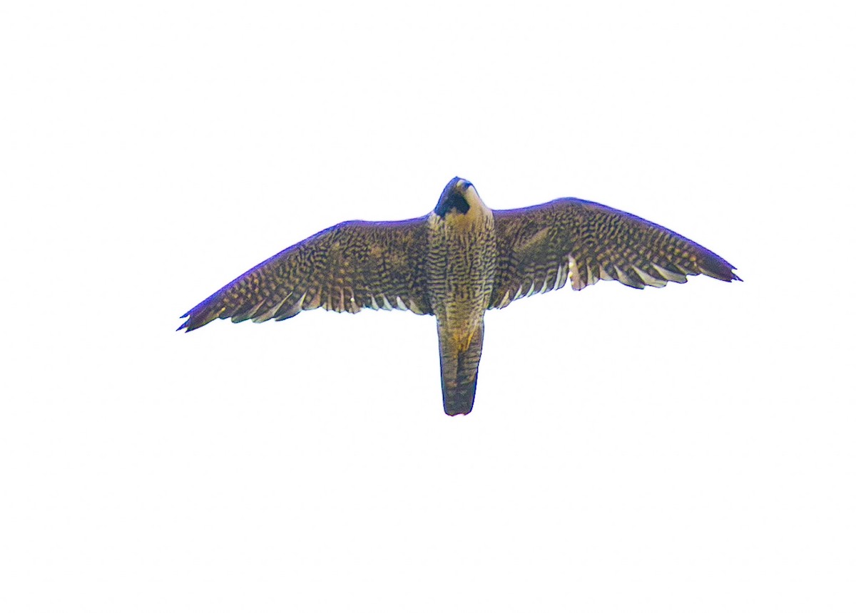 Halcón Peregrino - ML646687259