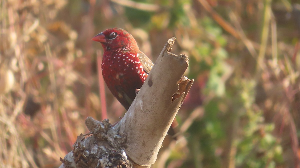 Bengalí Rojo - ML646687260