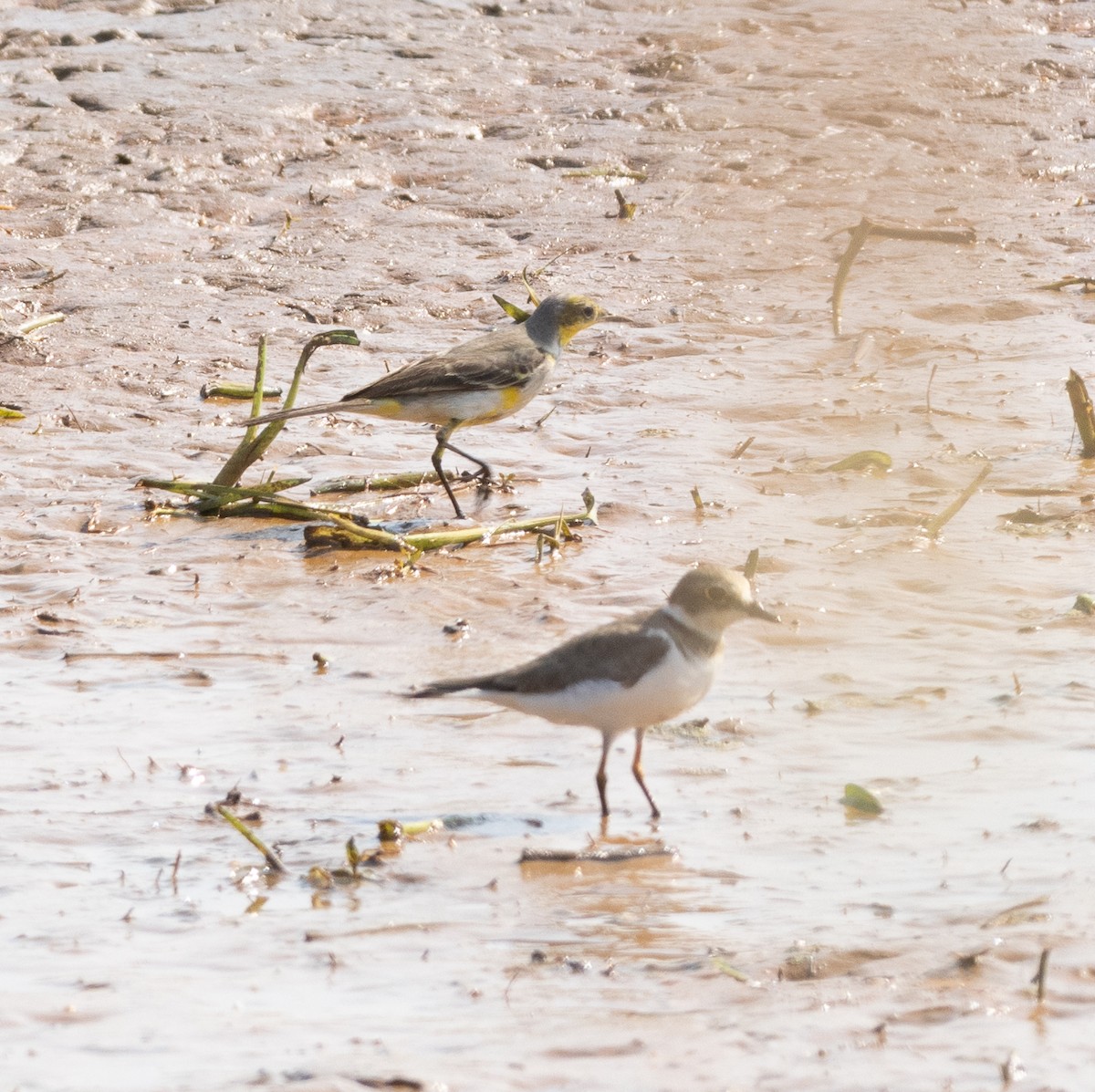 Chorlitejo Chico - ML646687261