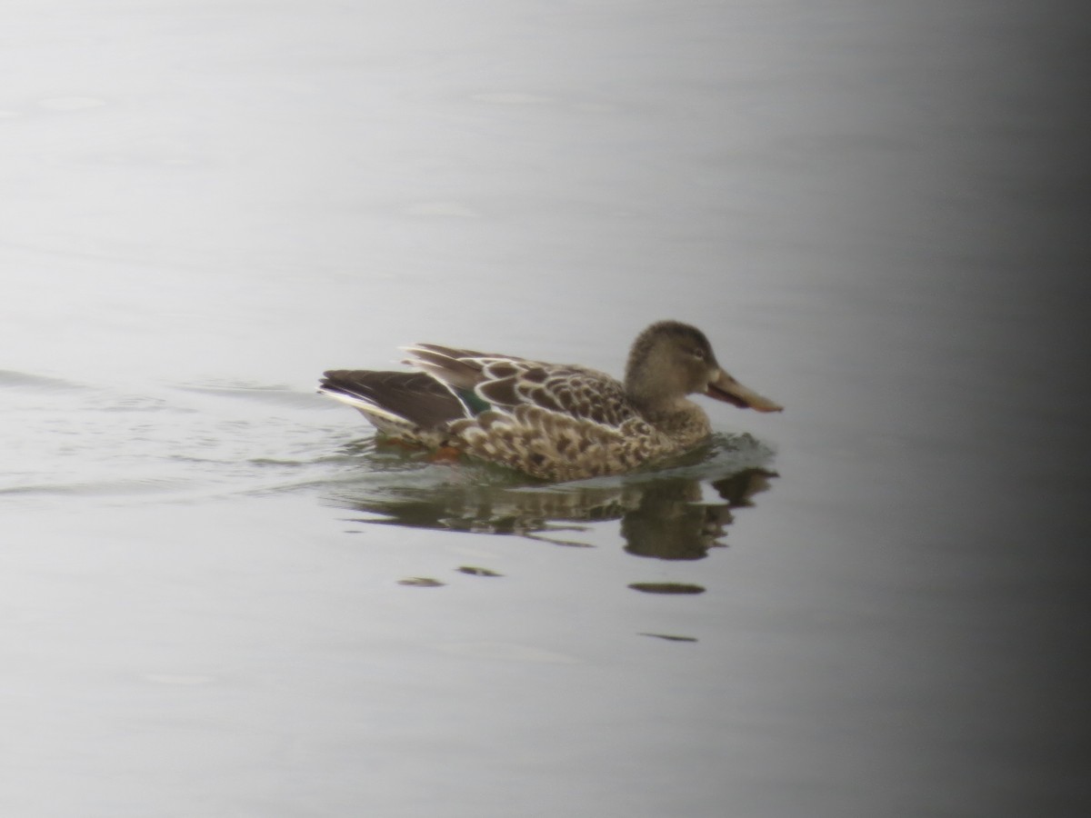 Cuchara Común - ML646687262