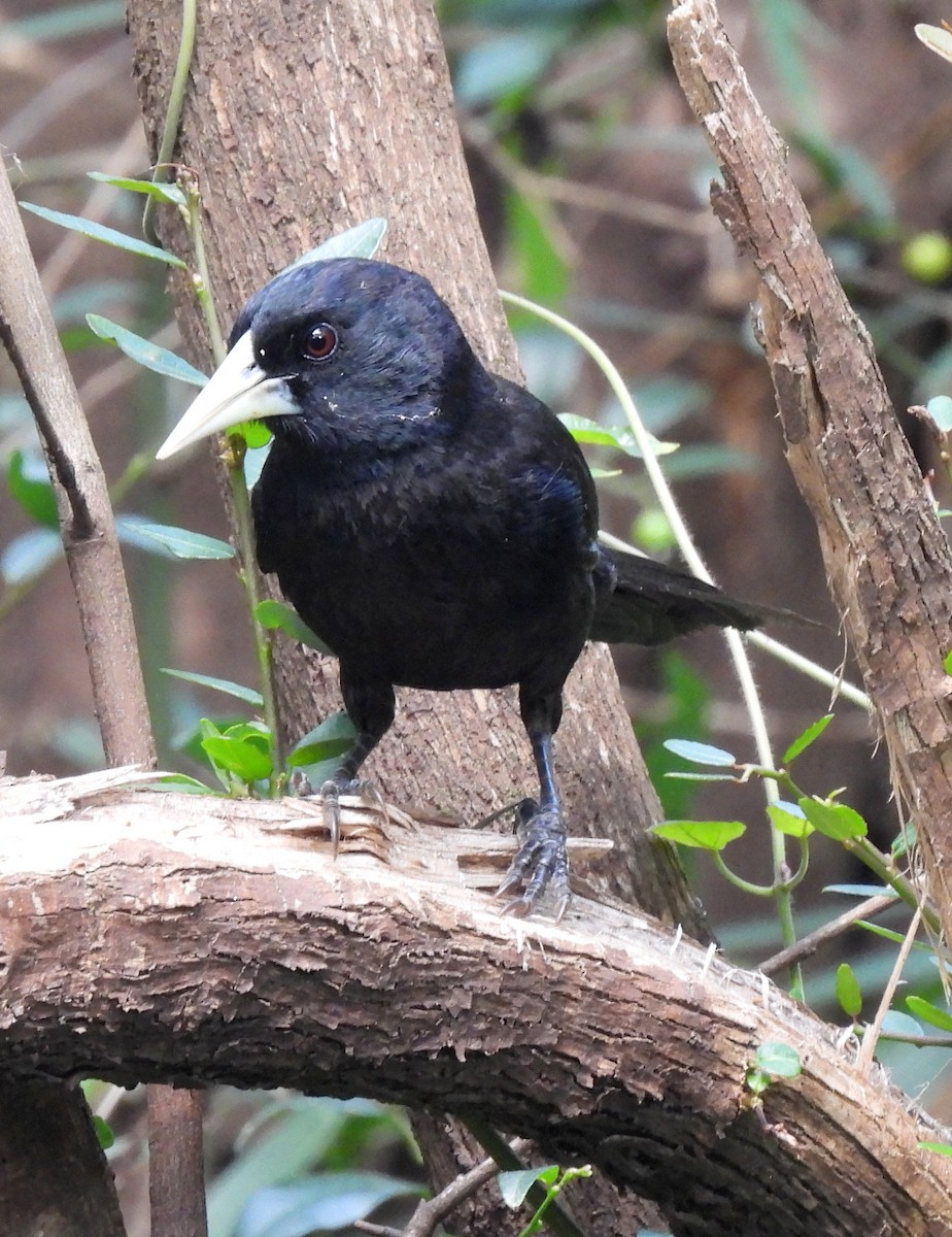 Solitary Black Cacique - ML646687263