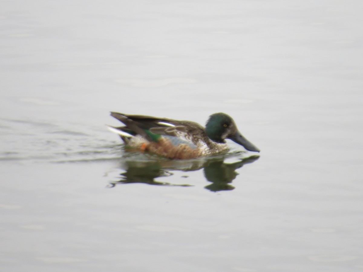 Cuchara Común - ML646687264