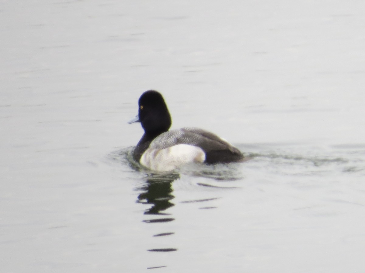 コスズガモ - ML646687265