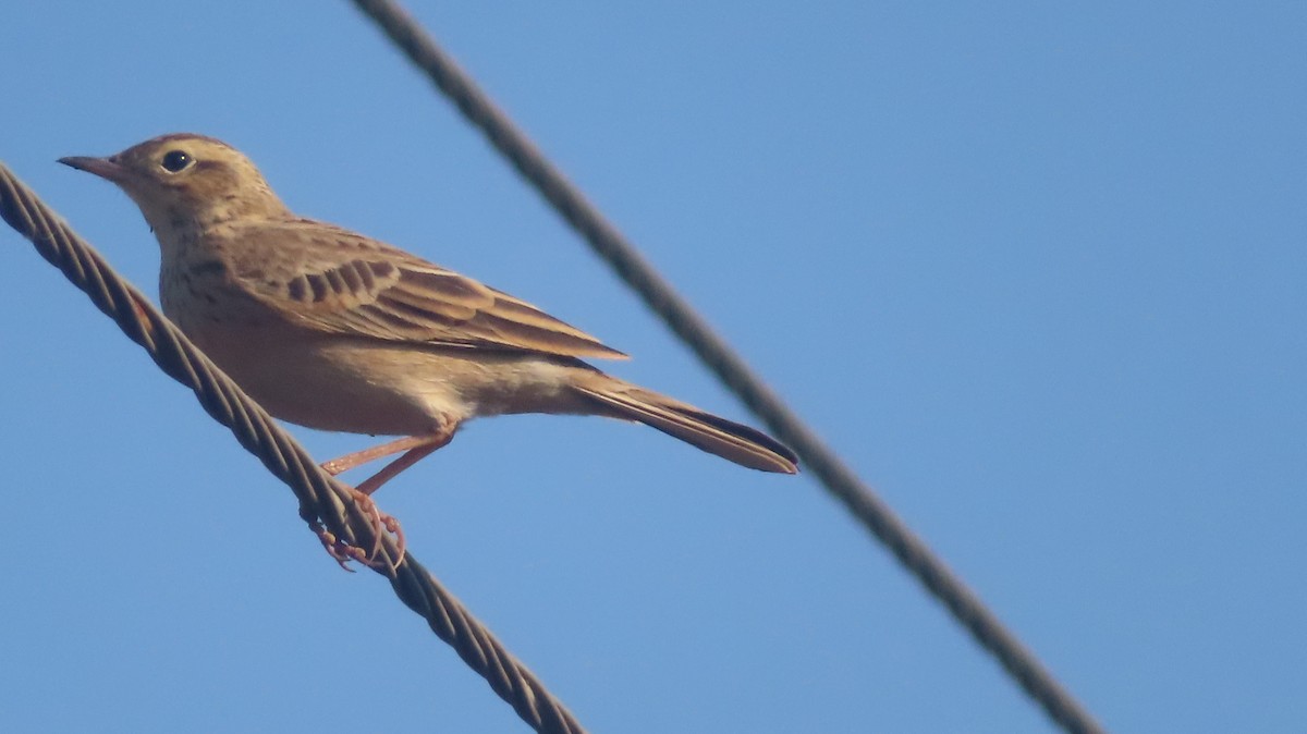 Orientspornpieper - ML646687267