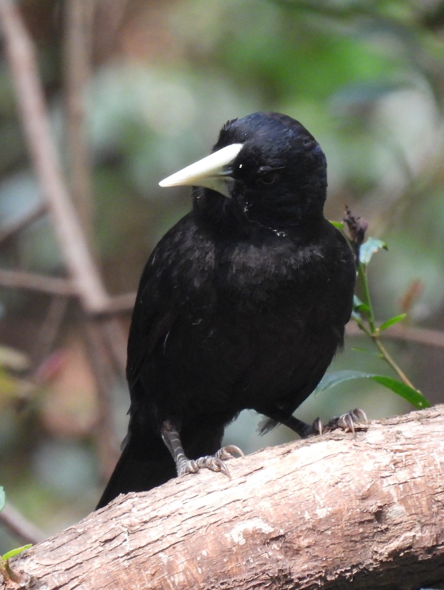 Solitary Black Cacique - ML646687269