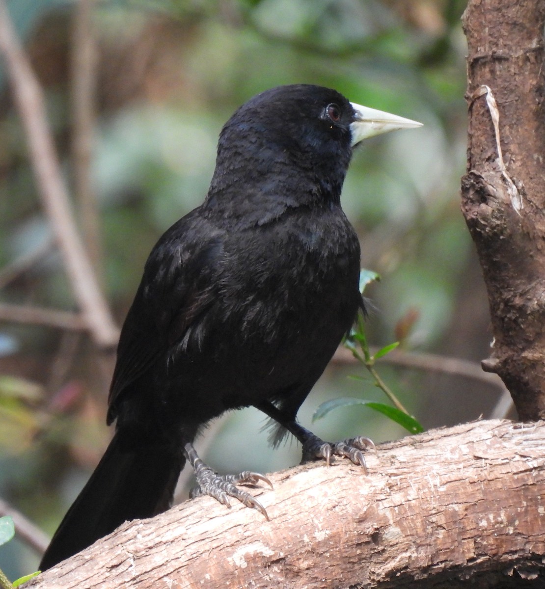 Solitary Black Cacique - ML646687272