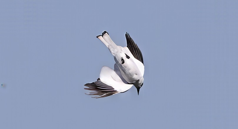 Белая монашка - ML646687284