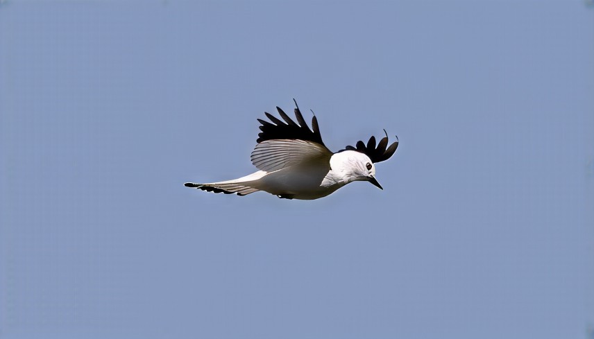 Белая монашка - ML646687285