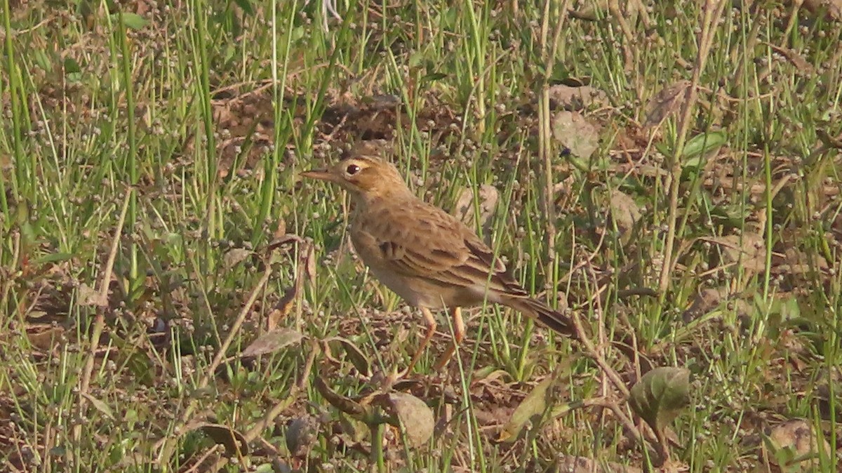 Steppenpieper - ML646687289