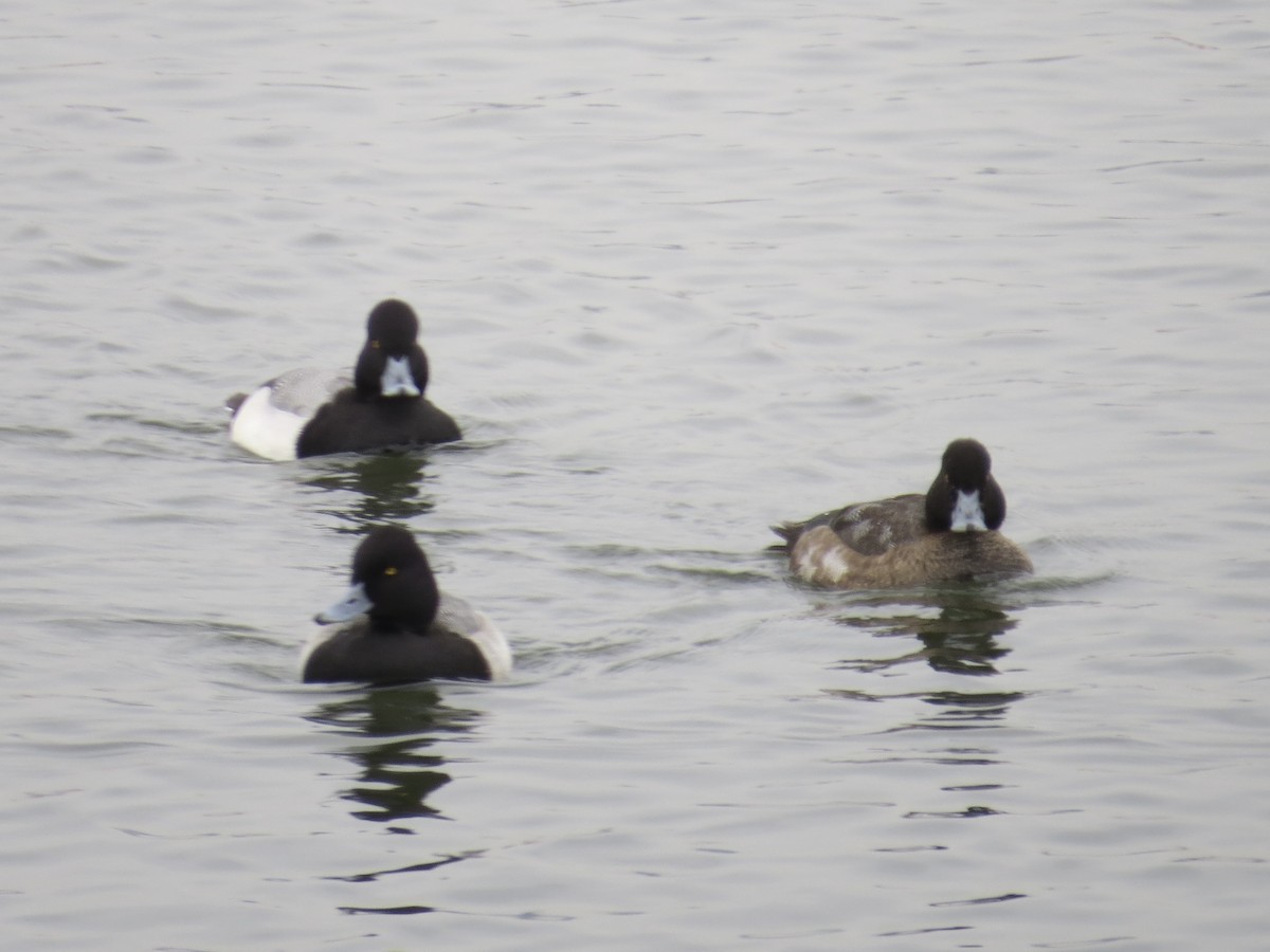 コスズガモ - ML646687296