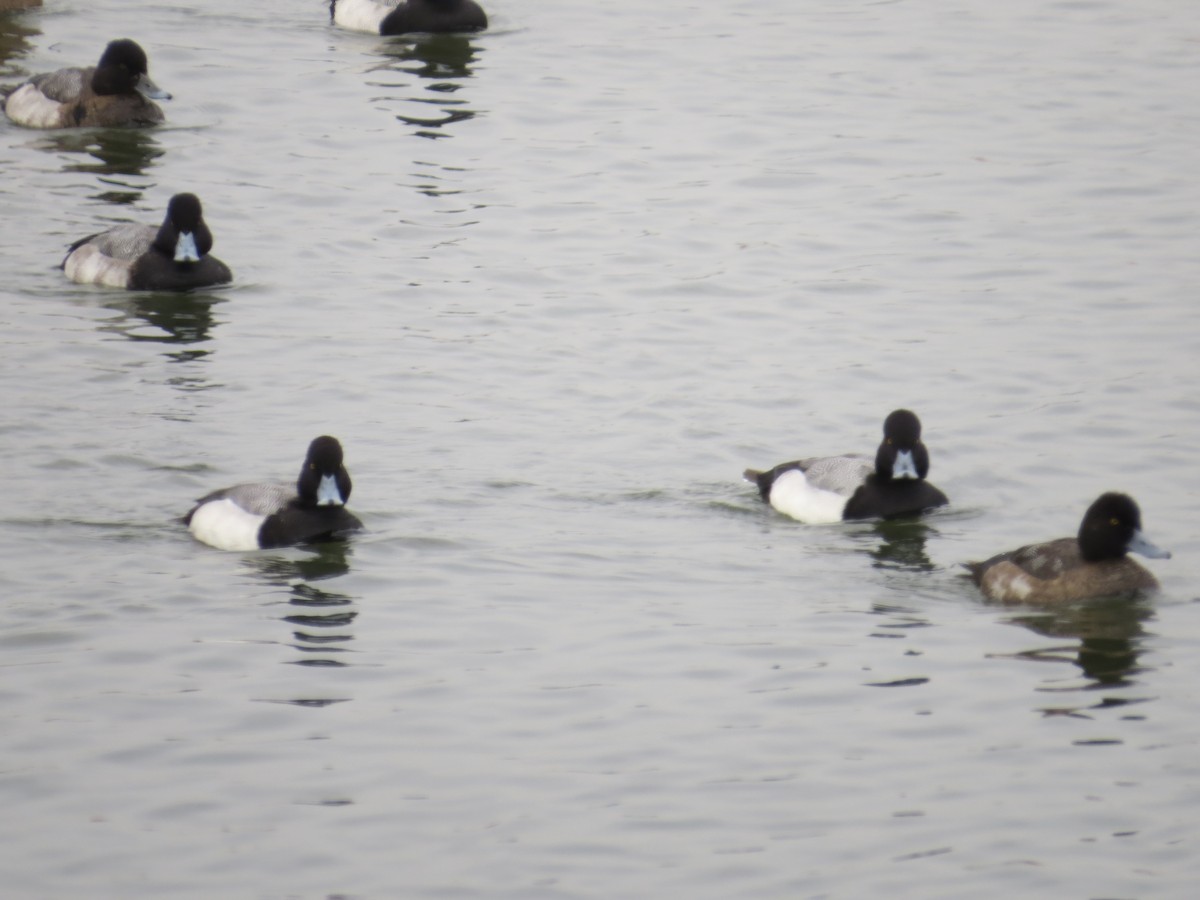 コスズガモ - ML646687299