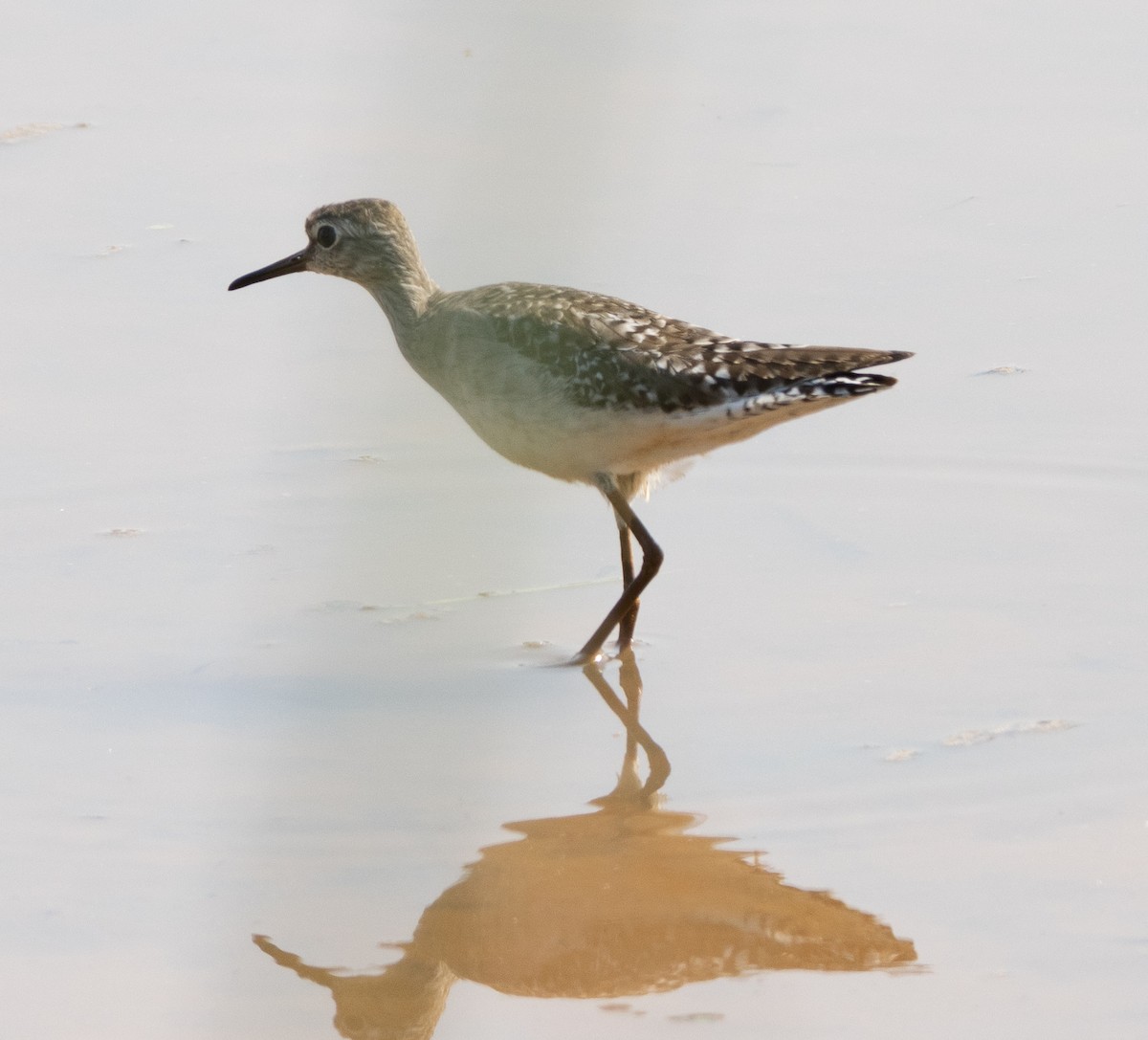 Wood Sandpiper - ML646687300