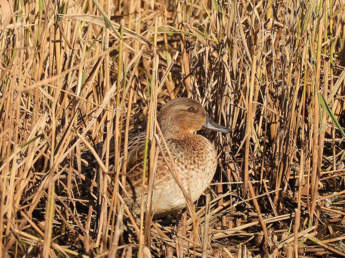 Green-winged Teal - ML646687303