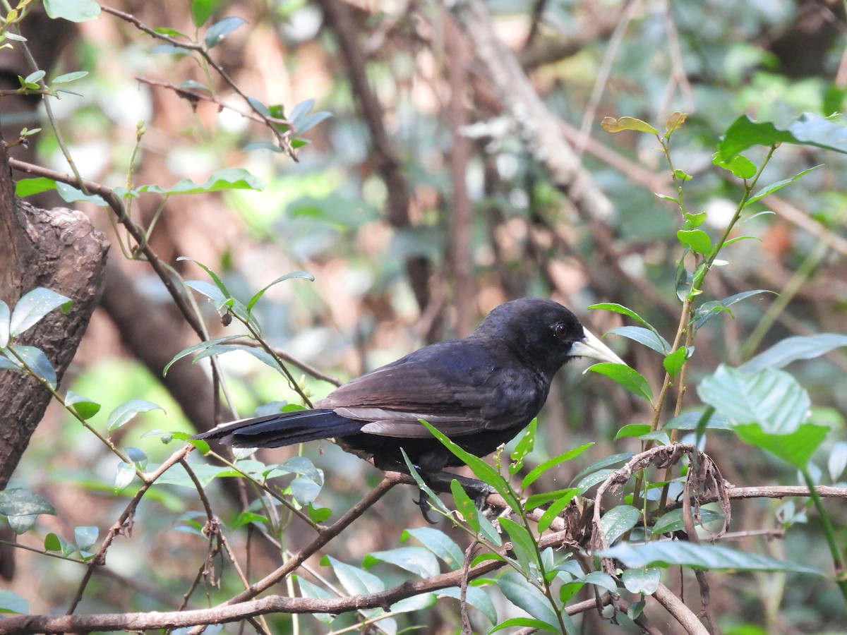 Solitary Black Cacique - ML646687304