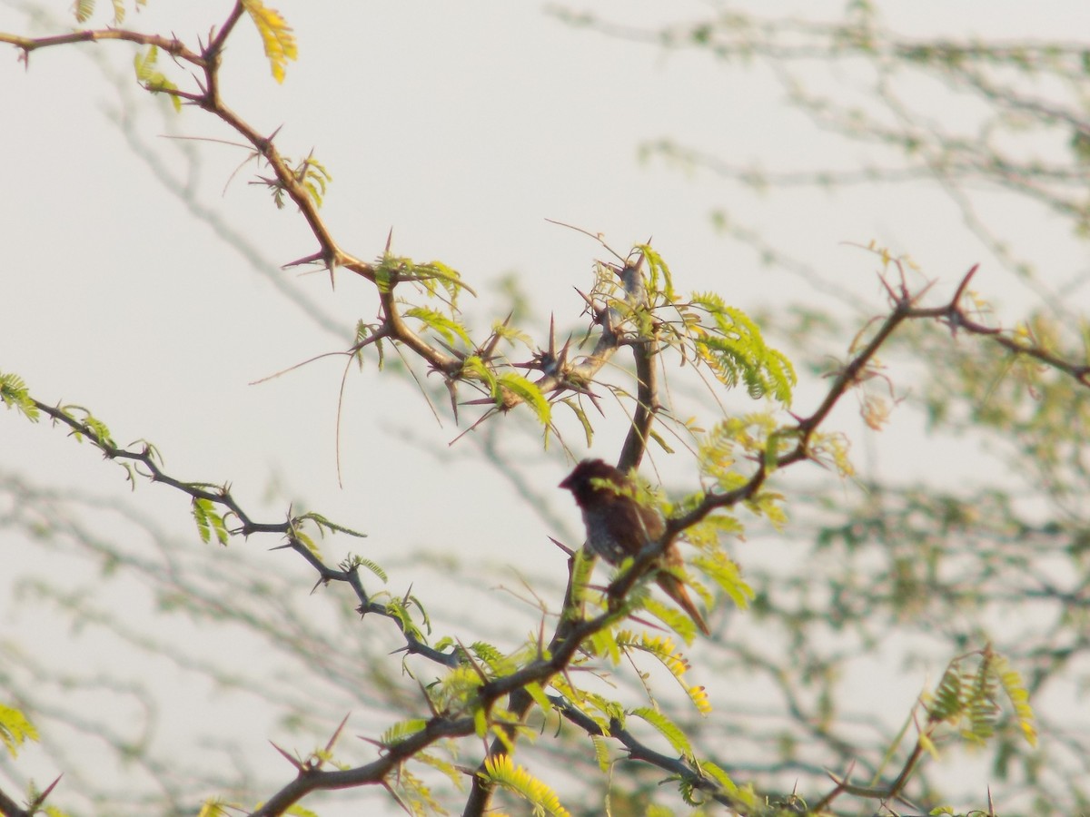 Munia pettosquamato - ML646687305