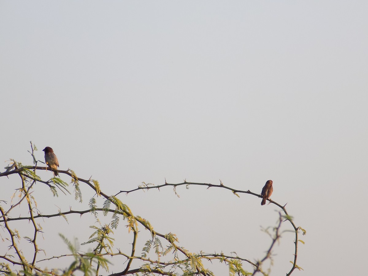 Munia pettosquamato - ML646687306
