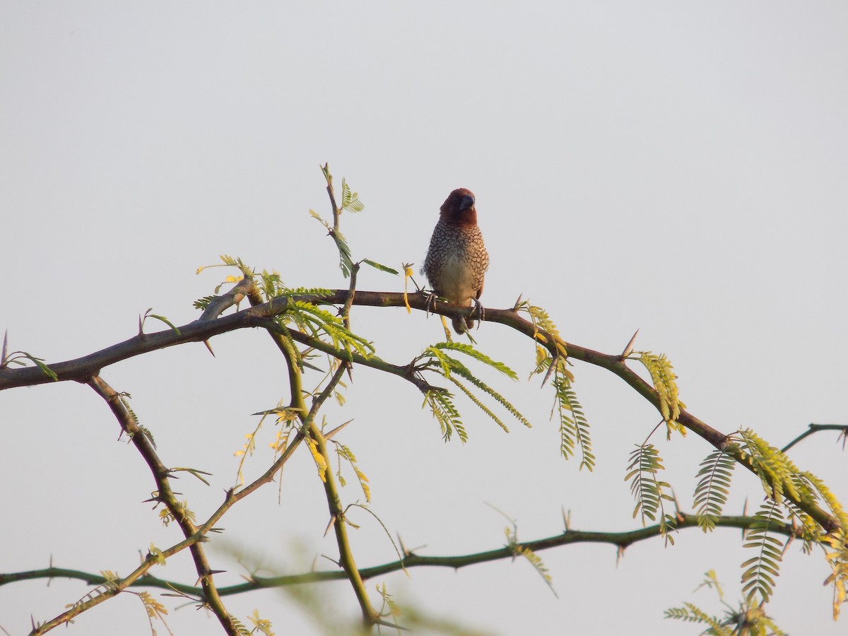 Munia pettosquamato - ML646687307