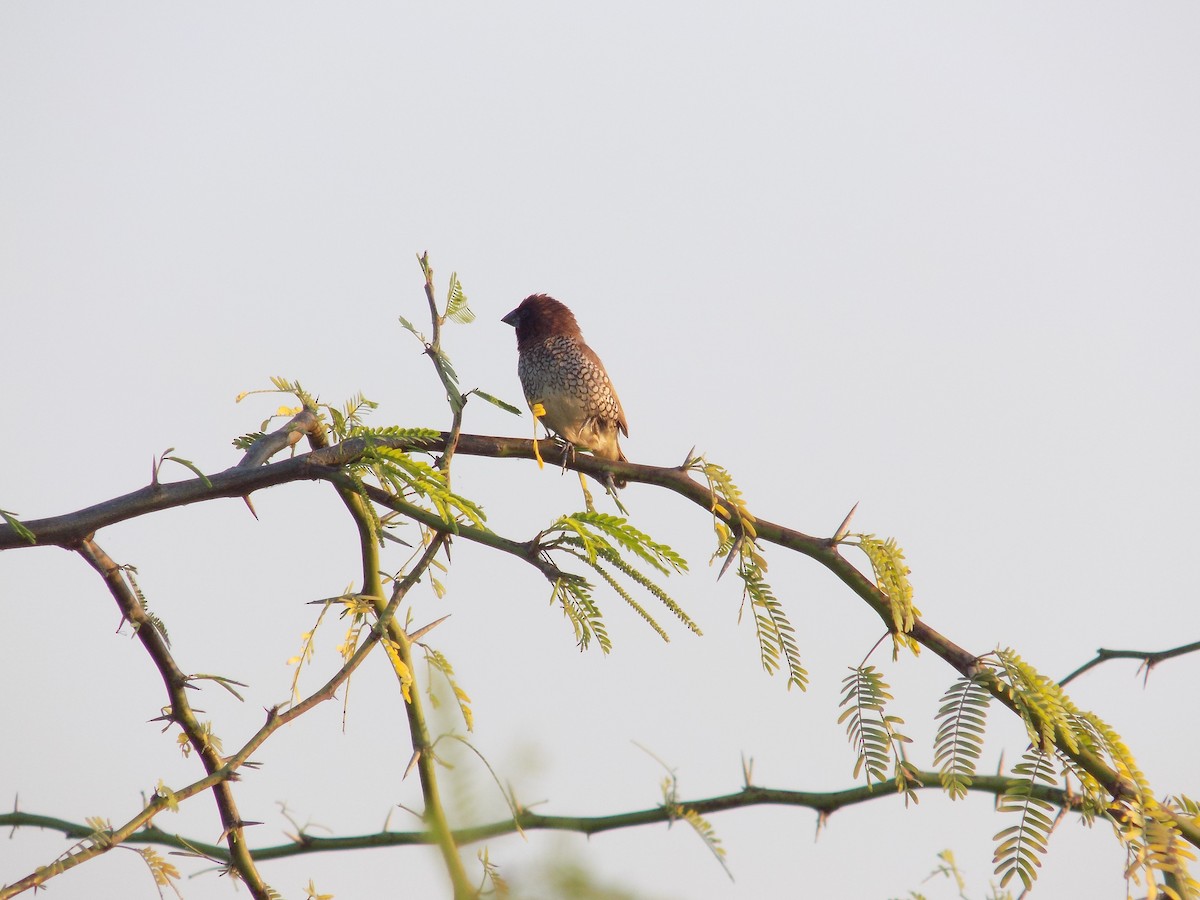 Munia pettosquamato - ML646687308