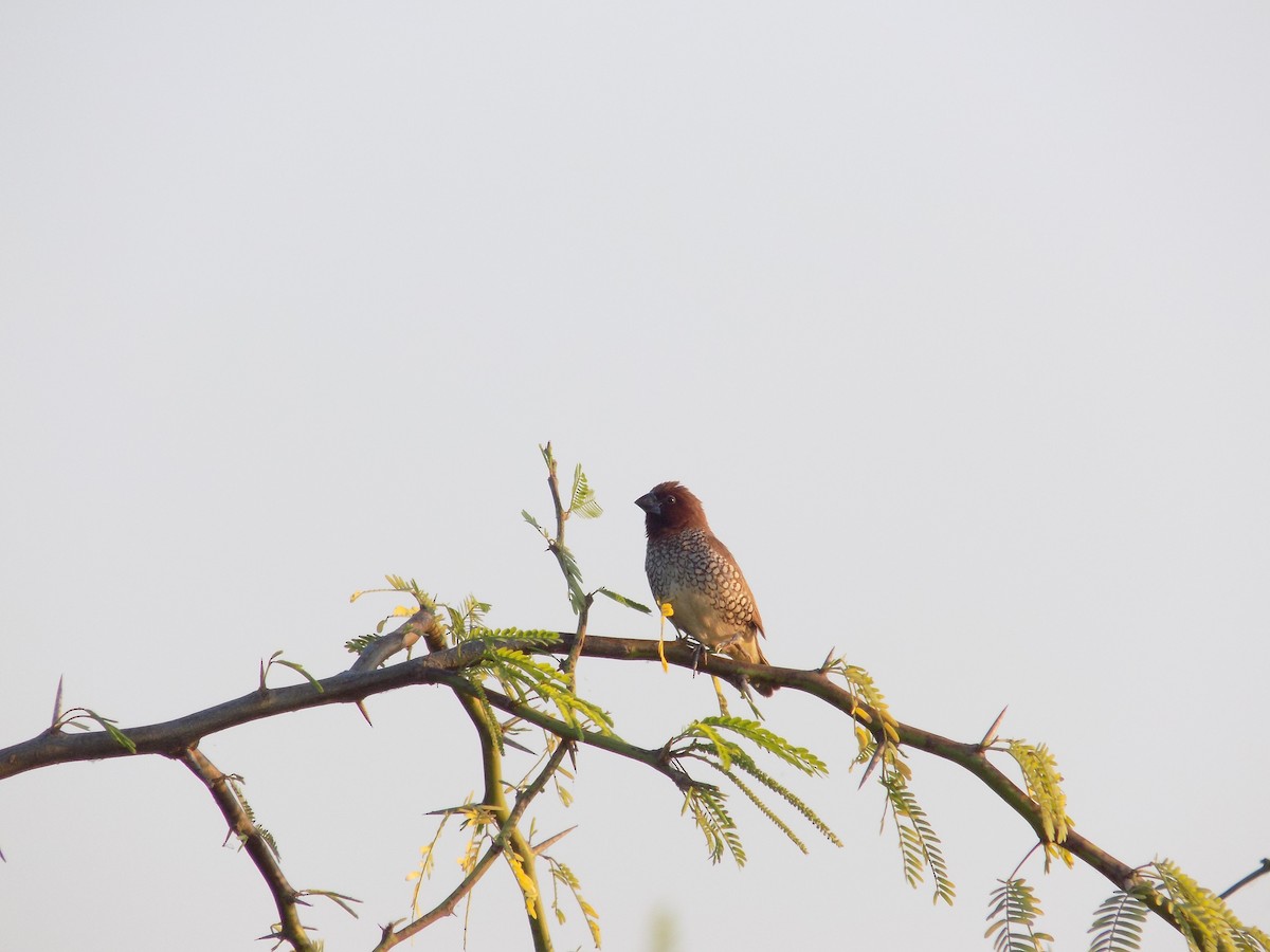 Munia pettosquamato - ML646687309
