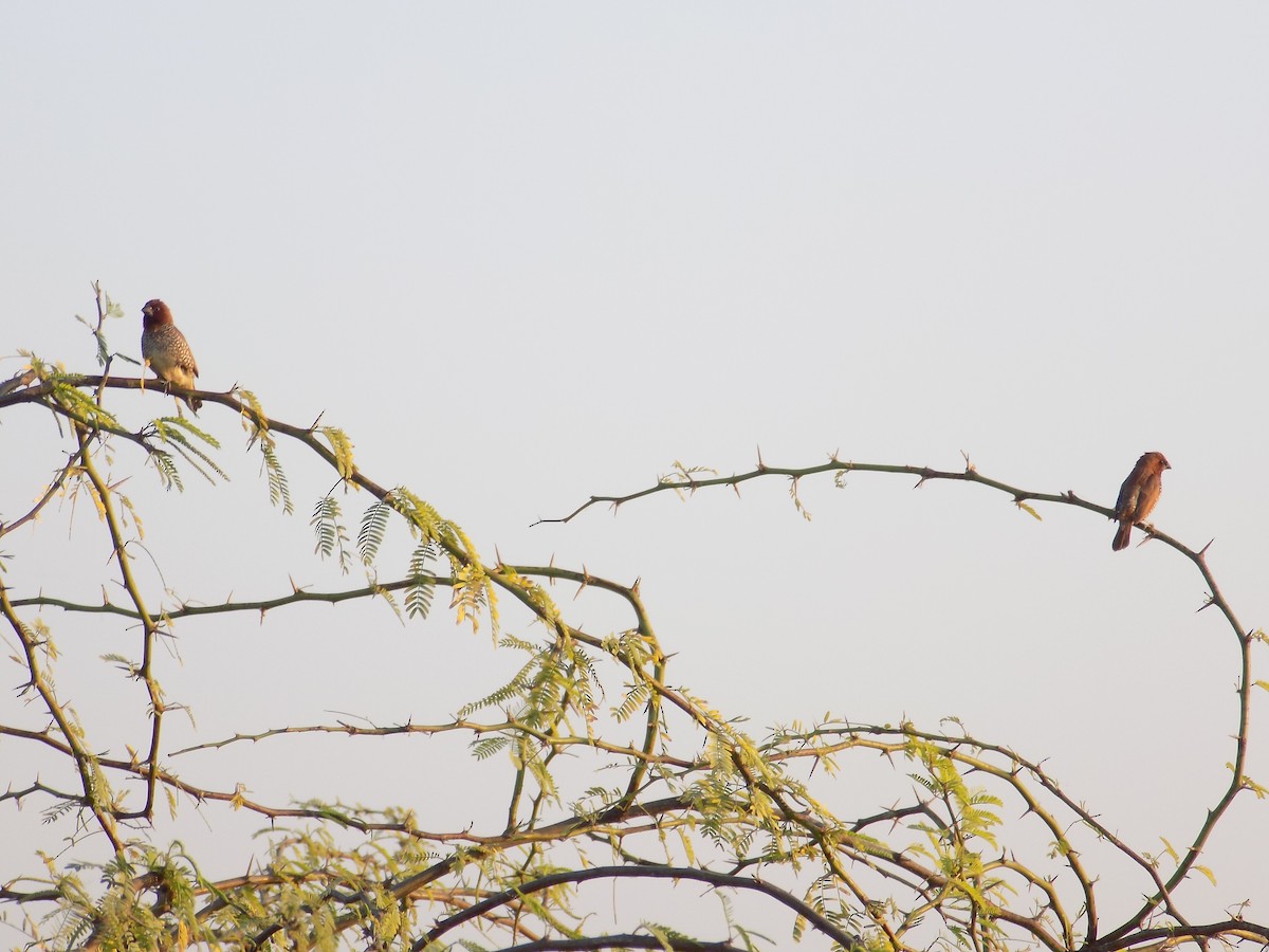 Munia pettosquamato - ML646687310