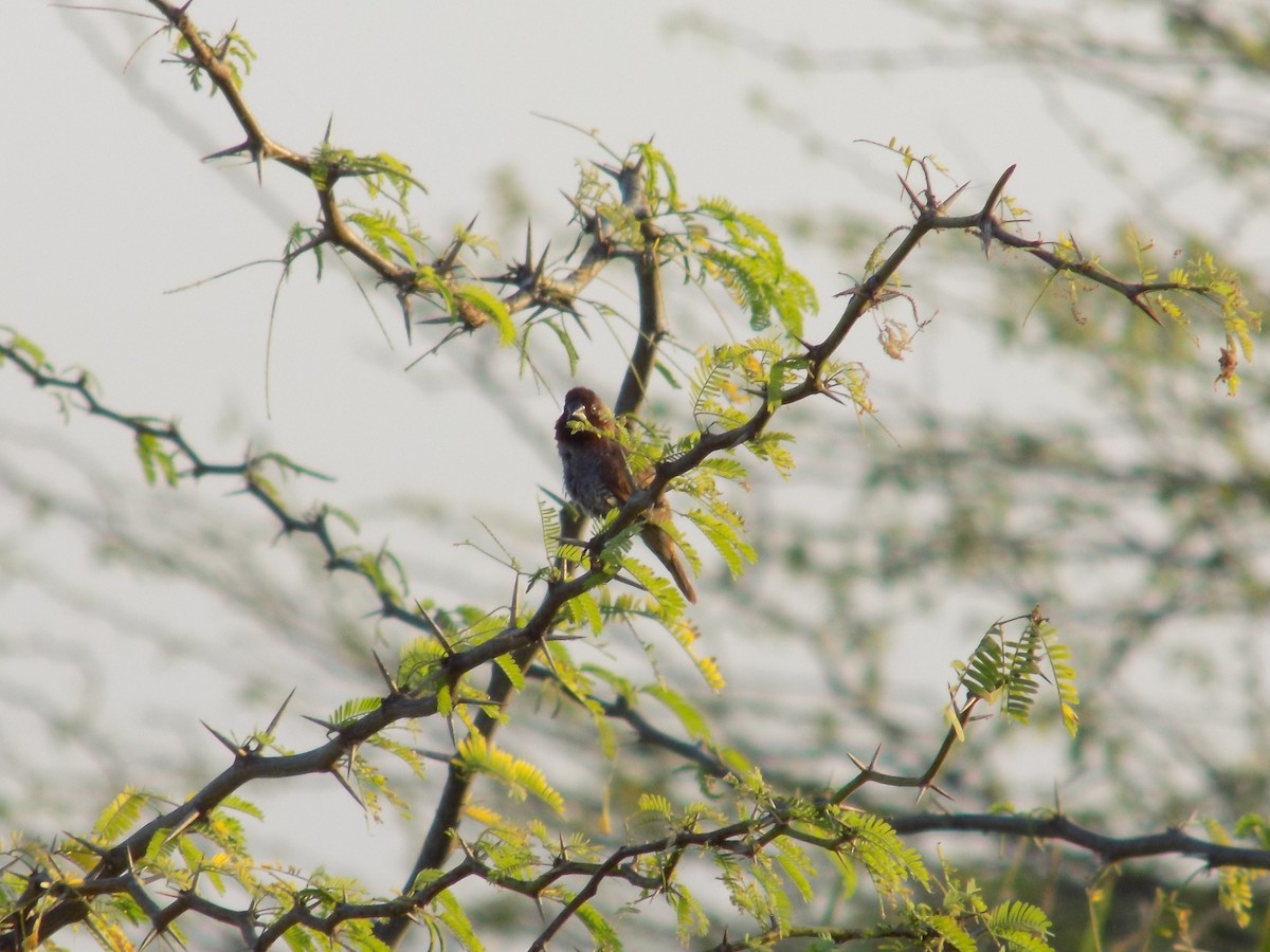 Munia pettosquamato - ML646687311