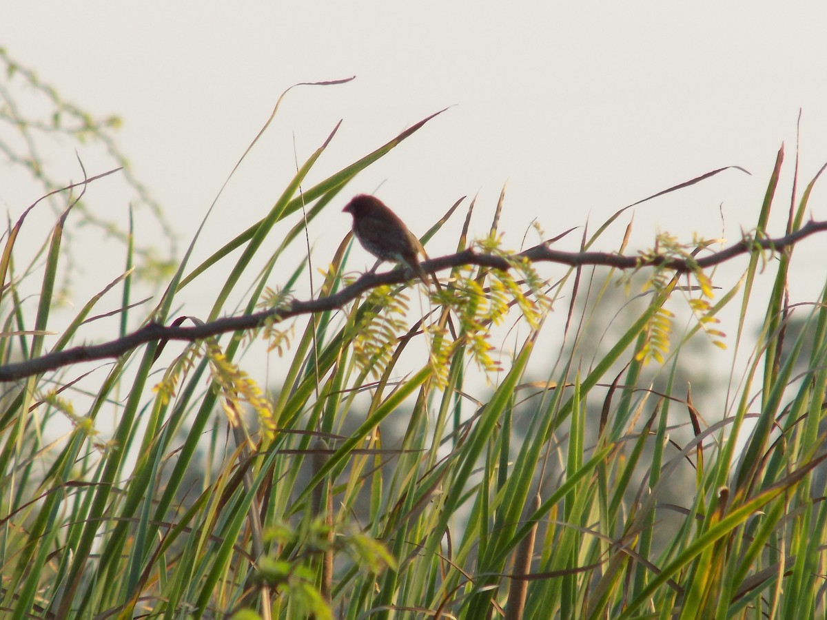 Munia pettosquamato - ML646687312