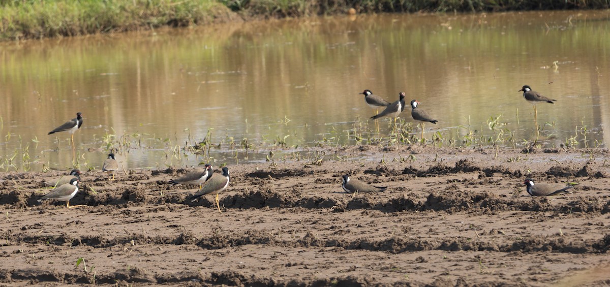 Red-wattled Lapwing - ML646687316