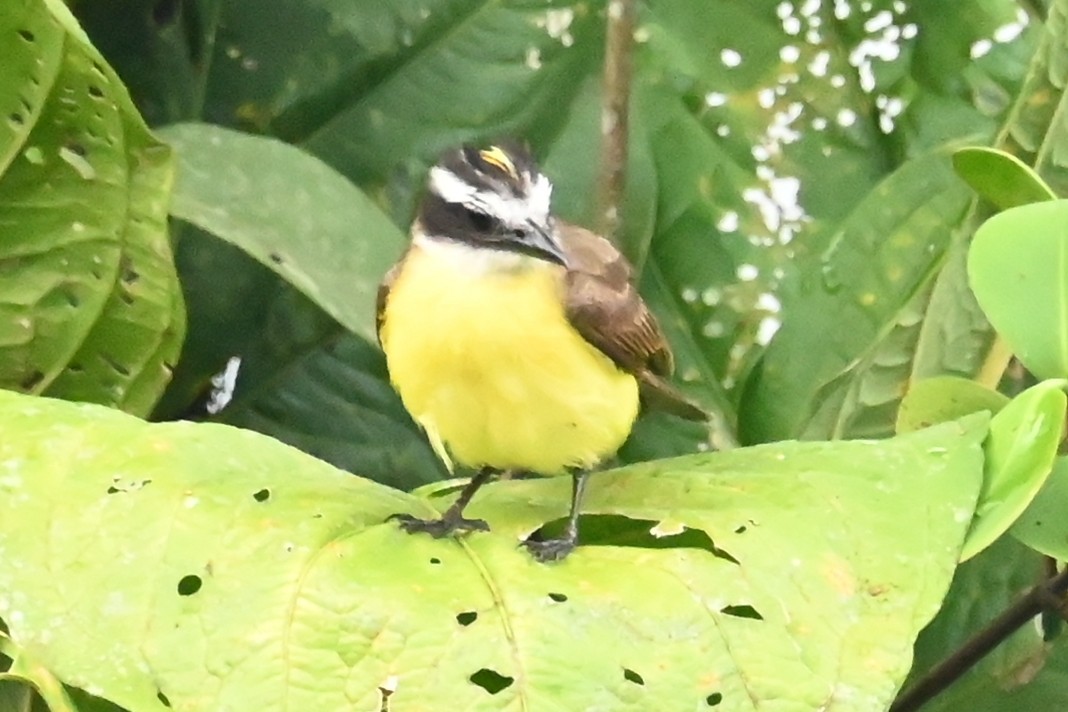 Lesser Kiskadee - ML646687322