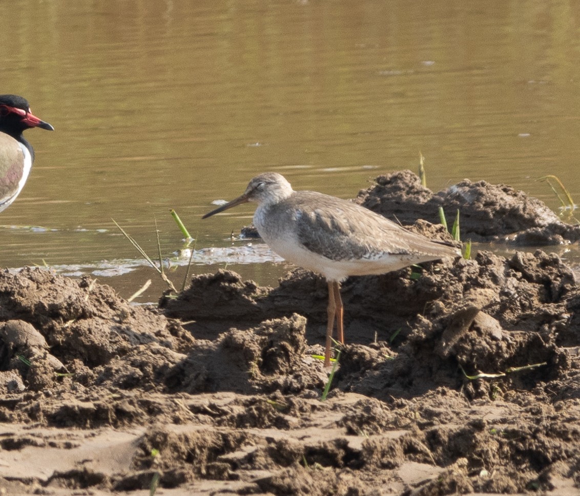 Spotted Redshank - ML646687323