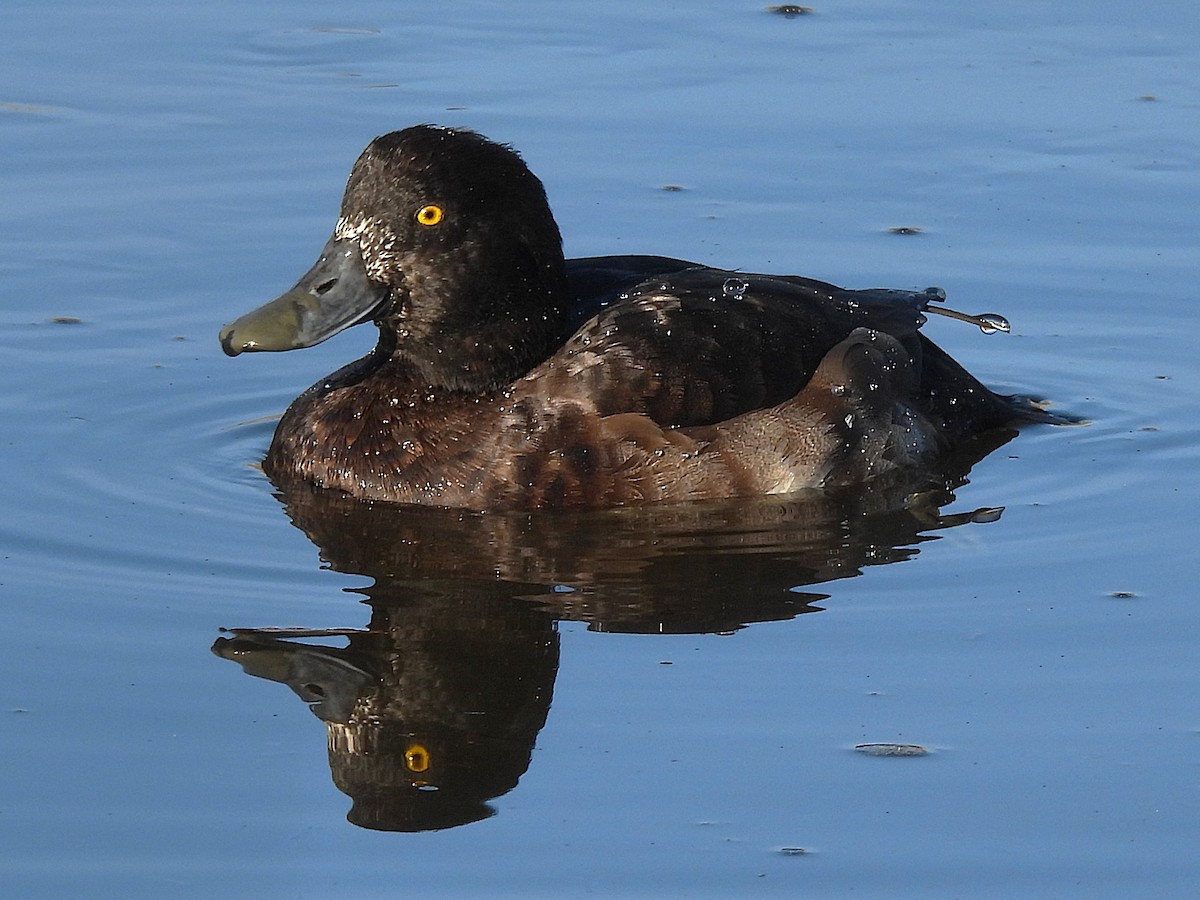 Tufted Duck - ML646687324