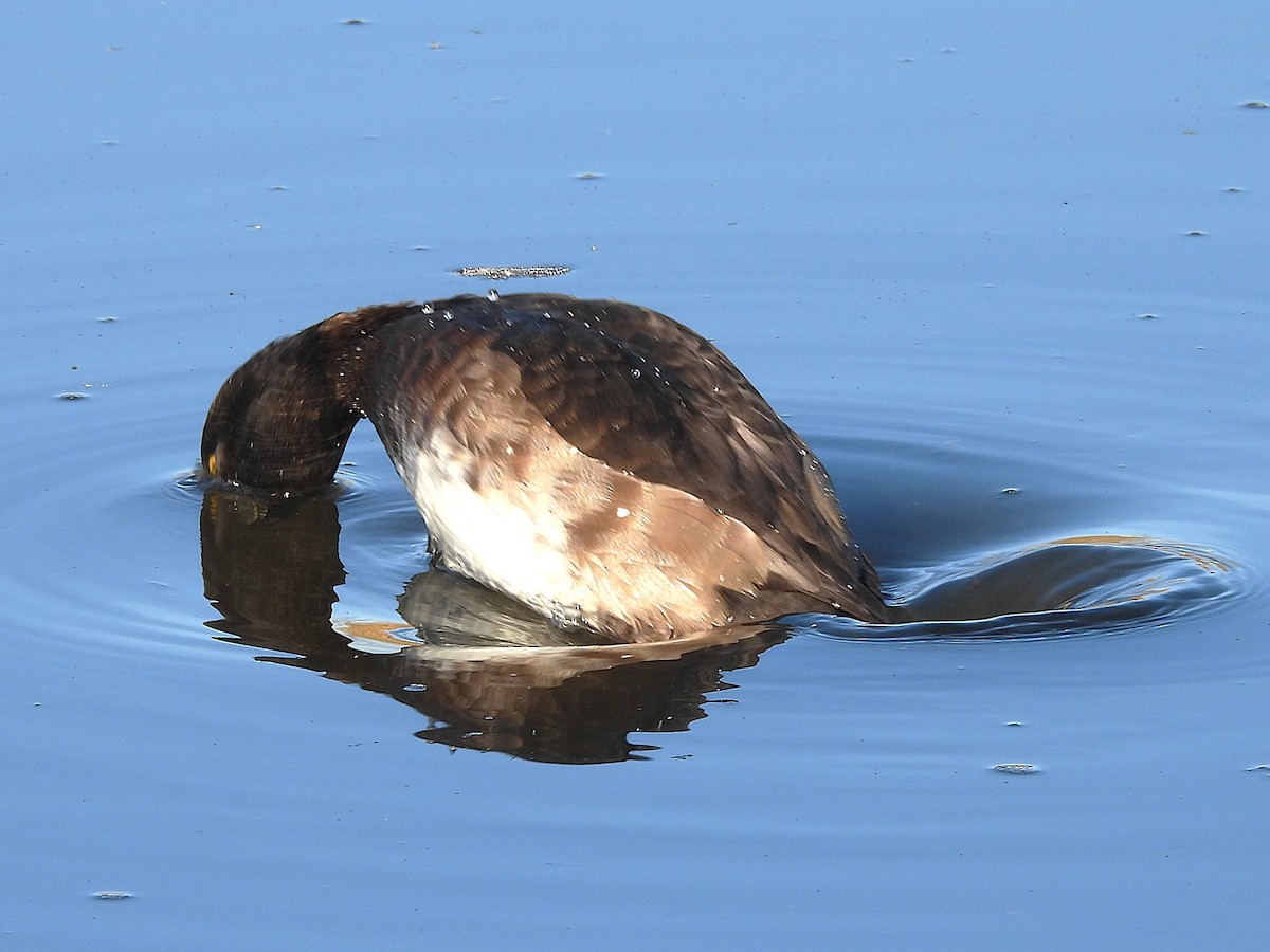 Tufted Duck - ML646687325
