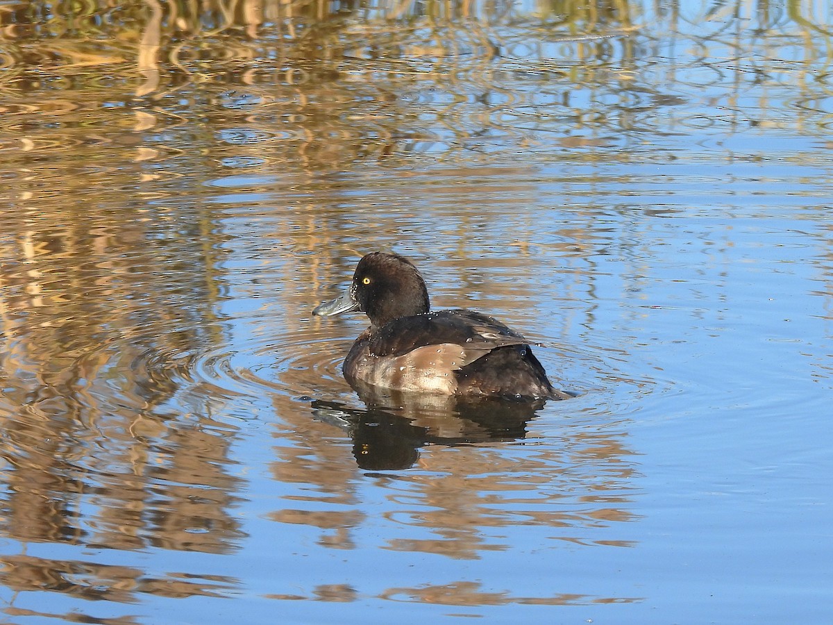 Tufted Duck - ML646687326